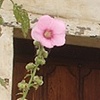 Doorway with Floral, at Carmel Mission