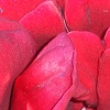 Old Rose