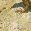 Lizard at Rancho Camulos