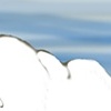 Polar Bear Predicament