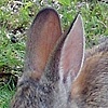 Bunny at Creekside