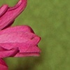 Untitled Floral