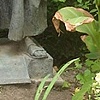 Fr. Junipero Serra in the Garden