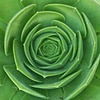 Succulent Floral