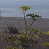 A View of Morrow Bay