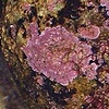 Baby Starfish
