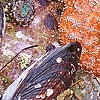 Starfish at Leo Carillo