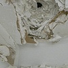 The Veil (Detail)