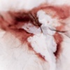 Dried Blood/Heart