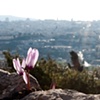 Jerusalem