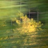 Green and Gold, NJ