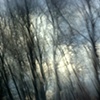 Winter Trees