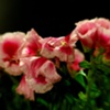 Desk Flowers