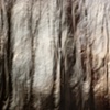 Winter Trees 1
