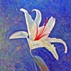 Lily Flower