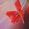 Butterfly Tulip