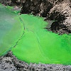 Giant Green