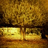 Tree with a Capital T