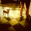 Little Dog with Green Shoes