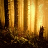 The Forest