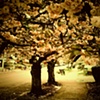 Blooming