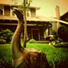Your Friendly Neighborhood Brachiosaurus