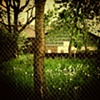 Pretty Weeds