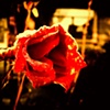 Frozen Rose
