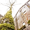 Vernonia Mill 2