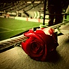 We Are the Rose City