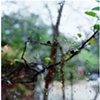 Crape Myrtle Branch