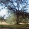 Live Oak, Baton Rouge