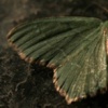 Mothra