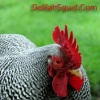 Funky Chicken