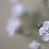 Baby's Breath