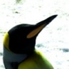 Emperor
