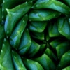 Succulence
