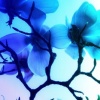 The Blues