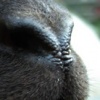 Sheepish