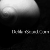 Shimmer Shell