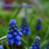 Little Blues