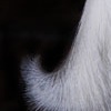 Fauna