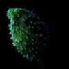 Pod