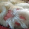 Pink Paws