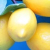 Lemony Thicket