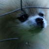 Arf Arf