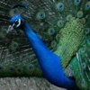 Peacockular