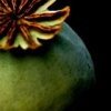 Poppy Pod