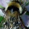Bumbles