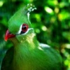 Green Bird